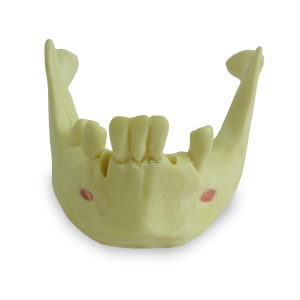 MANDÍBULA COM ALGUNS DENTES - cód. 4012 T