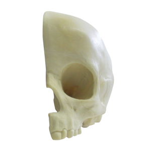 CRÂNIO INFANTIL OCO LONGITUDINAL - ESQUERDO - cód. 9015 -3