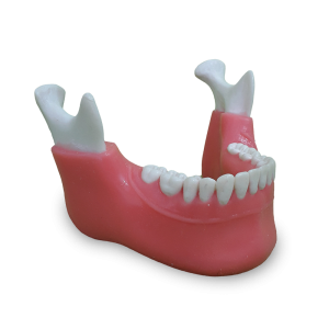 MANDÍBULA  COM TODOS OS DENTES E LINHA GENGIVAL - cód. P 4013 GT