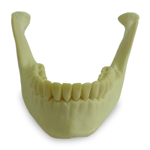MANDÍBULA COM TODOS OS DENTES - cód. 4013 T