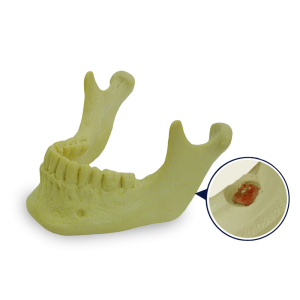 MANDÍBULA COM TODOS OS DENTES E 3º MOLAR INCLUSO - cód. 4402 - 02
