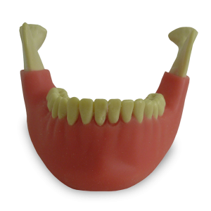 MANDÍBULA COM TODOS OS DENTES E GENGIVA - cód. 4013GT