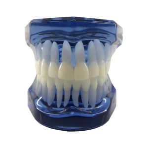 MANEQUIM ORTODÔNTICO SEM ARTICULADOR - AZUL - cód. 14208
