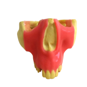 MAXILA COM CANINO + 3º MOLAR INCLUSOS COM GENGIVA - cód. 4402 - 01 GT