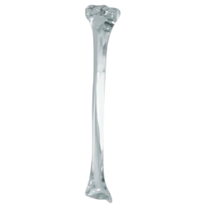 TÍBIA ACRÍLICA - ESQUERDA - cód. 2026A