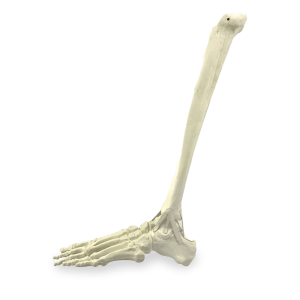 TORNOZELO - ESQUERDO - cód. 2026 PI