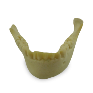 MANDÍBULA INFANTIL COM TODOS OS DENTES E DEFORMIDADE - cód. 4013-2