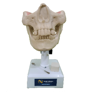 MANEQUIM COM DENTES INCLUSOS - DENTES 13, 23, 28 E 38 - cód. 4402T