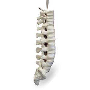 COLUNA LOMBO SACRA COM PARCIAL TORÁCICA - cód. 5013