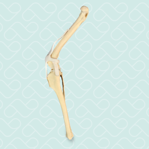 JOELHO DIREITO - CÃO GRANDE PORTE - cód. AV250 D 