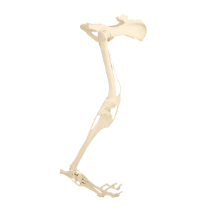 BACIA FIXA + MEMBRO POSTERIOR DIREITO COMPLETO ESPONJOSO - CÃO GRANDE PORTE - cód. AV615ESP