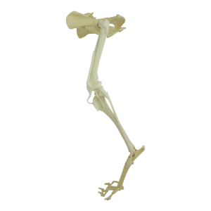 BACIA FIXA + MEMBRO POSTERIOR ESQUERDO COMPLETO ESPONJOSO - CÃO GRANDE PORTE - cód. AV665 ESP